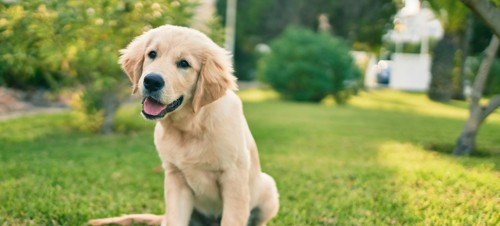 3. The Golden Retriever Experience 