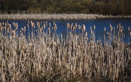 Filey Dams Nature Reserve