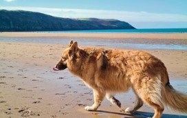 German Shepherd, Devon