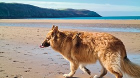 German Shepherd, Devon