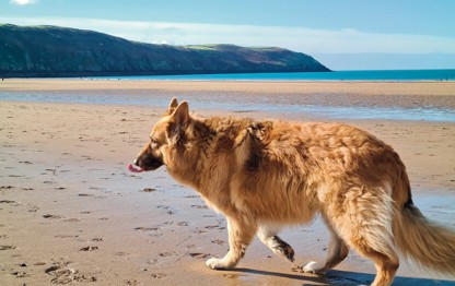 German Shepherd, Devon