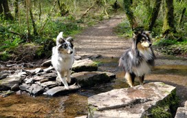 Parc Natur Penglais, Aberystwyth