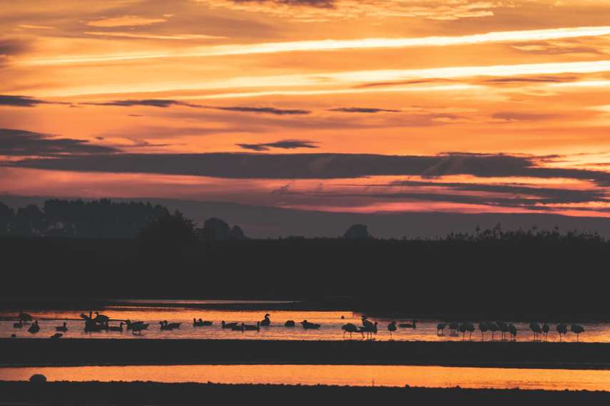 1. RSPB Frampton Marsh 