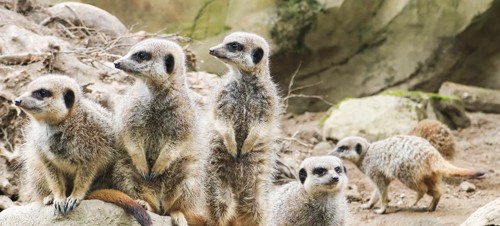 1. Newquay Zoo 