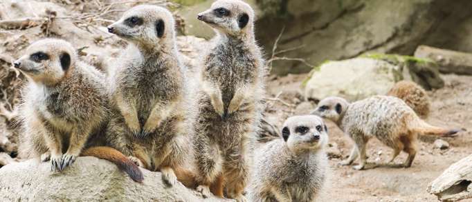 1. Newquay Zoo 