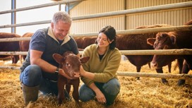 A couple petting a calf in a farm