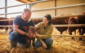 A couple petting a calf in a farm