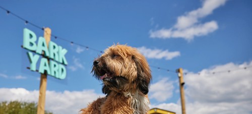 Bring your dog for less: we’re pet friendly!