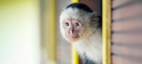 2. Visit Amazona Zoo 