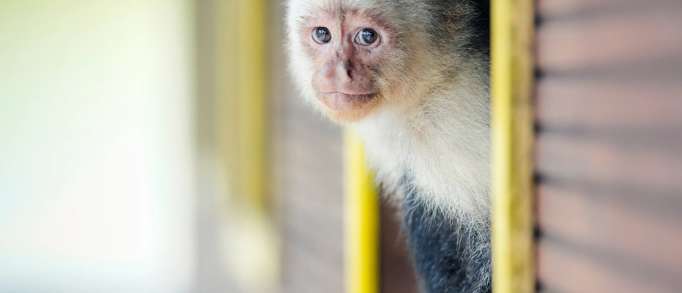 2. Visit Amazona Zoo 