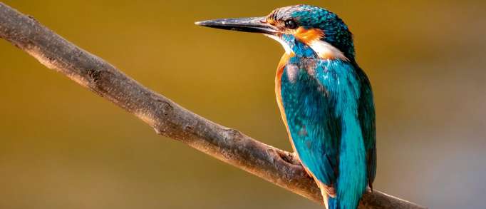 3. Great Holland Pits Nature Reserve, near Holland-on-Sea 