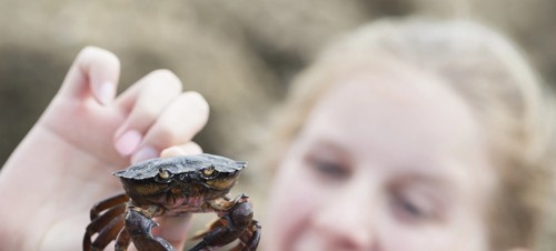 1. Go crabbing 