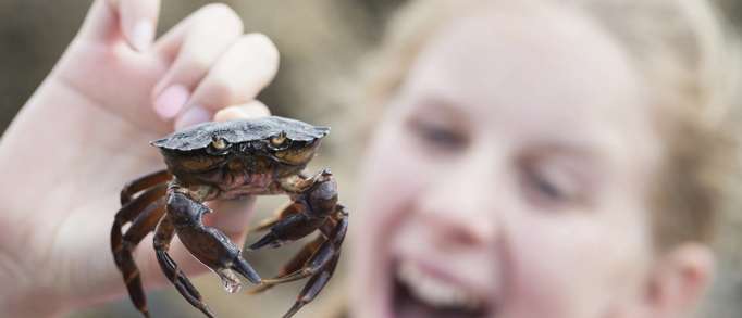 1. Go crabbing 