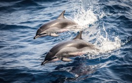 Cardigan Bay Marine Wildlife Centre