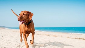 Dog running on beach