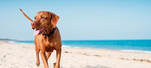 Dog running on beach