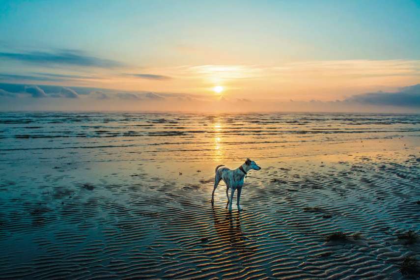 5. Saltfleetby Theddlethorpe Dunes Beach, near Mablethorpe