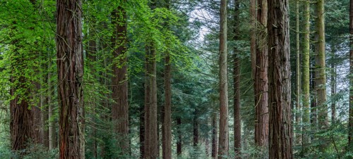 10. Coosebean Woodland & Enchanted Nature Trail