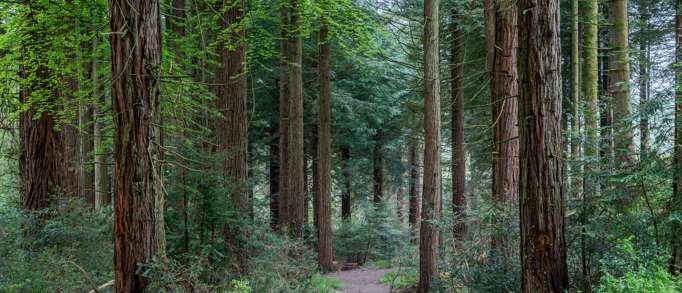 10. Coosebean Woodland & Enchanted Nature Trail