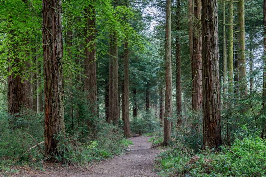 10. Coosebean Woodland & Enchanted Nature Trail