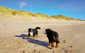 Dog-friendly beach in Sussex