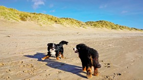 Dog-friendly beach in Sussex