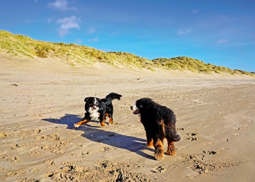 Dog-friendly beaches in Sussex
