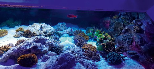 6. SEA LIFE Blackpool