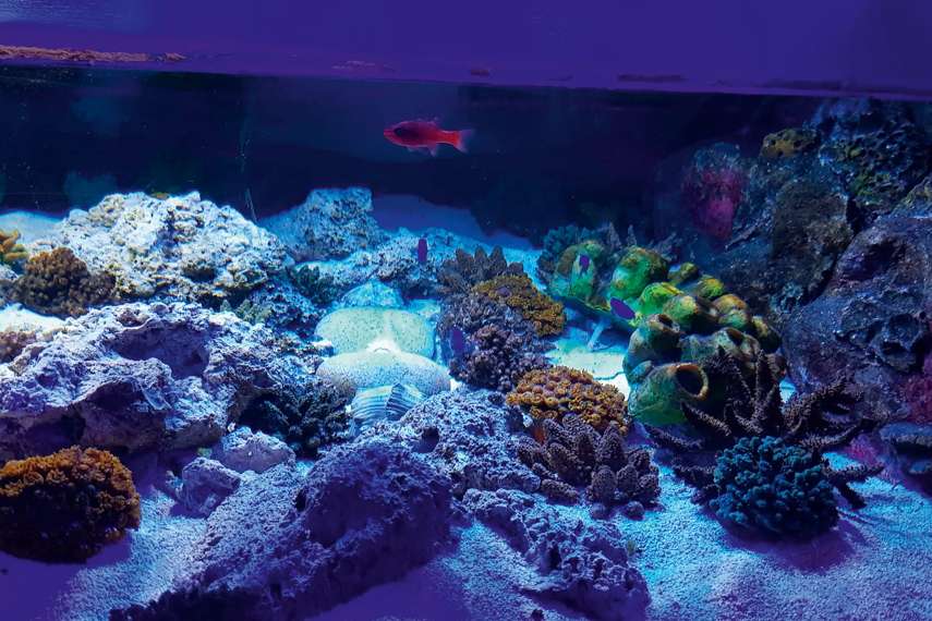 6. SEA LIFE Blackpool