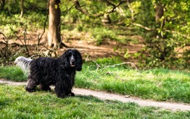 Mousehold Heath, Norwich