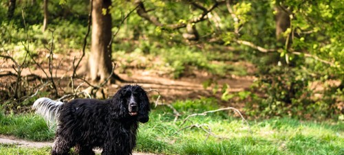 10. Mousehold Heath