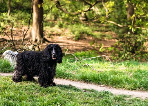 Dog-friendly things to do in Norfolk