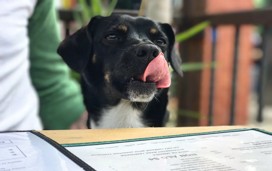 Generic dog in restaurant