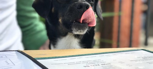 Generic dog in restaurant