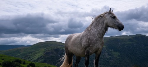 Try horse riding 
