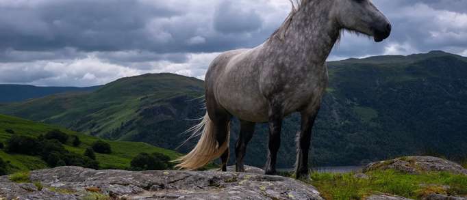 Try horse riding 
