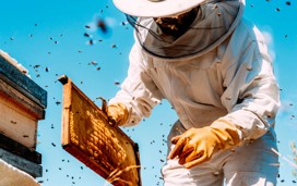 Chain Bridge Honey Farm, Berwick 