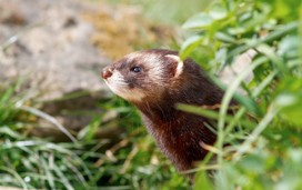 A close up of a polecat