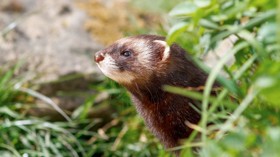 A close up of a polecat