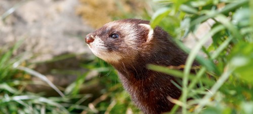 A close up of a polecat