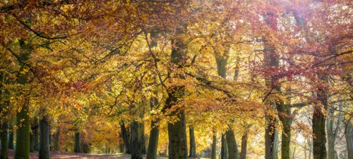 9. Weelsby Woods