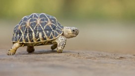 A tortoise at Blackberry Farm, Lewes