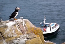 Boat trip Farne Islands