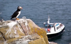 Boat trip Farne Islands