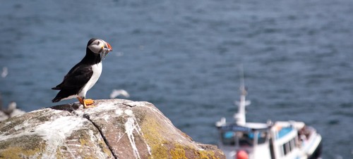 How to get to the Farne Islands 