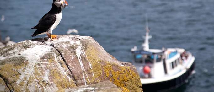 How to get to the Farne Islands 