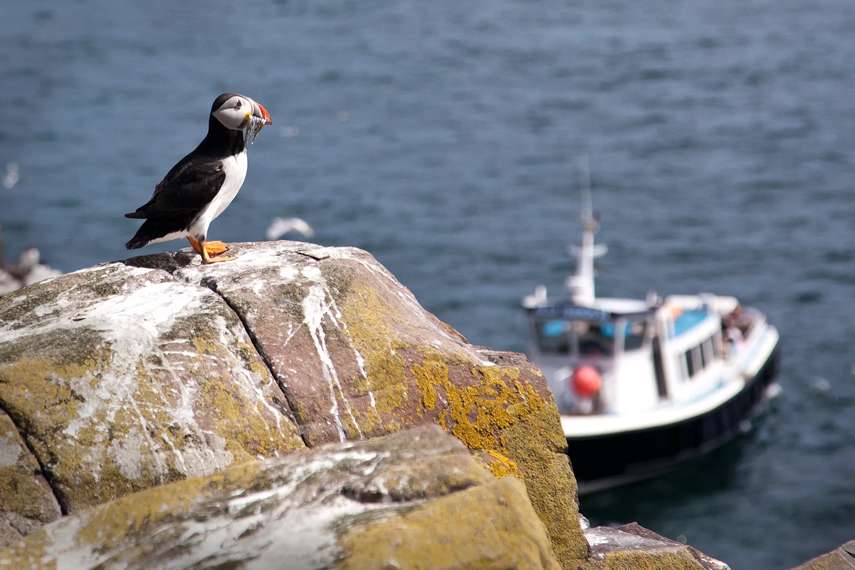 Serenity Farne Island Boat Tours 