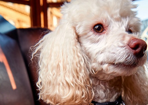 Best dog-friendly pubs in Minehead