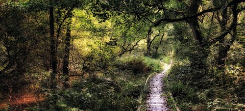 Forge Valley Woods  