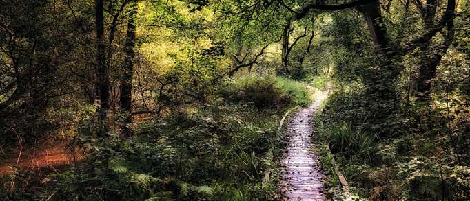 Forge Valley Woods  